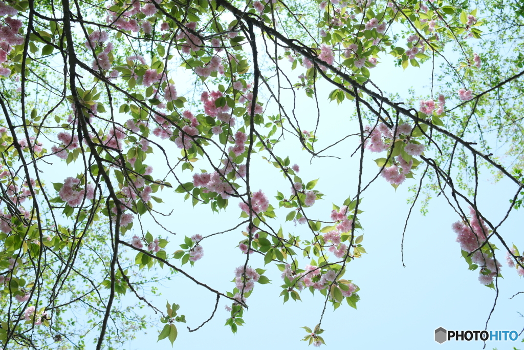 葉桜