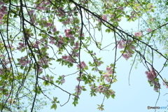 葉桜