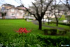 曼珠沙華が公園に一本咲いていました