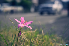 赤花