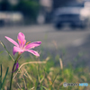 赤花
