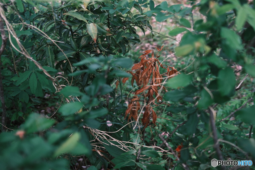 枯葉