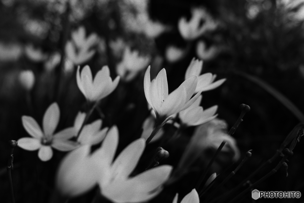 花郡
