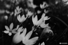 花郡