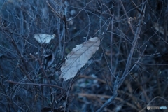 枯葉