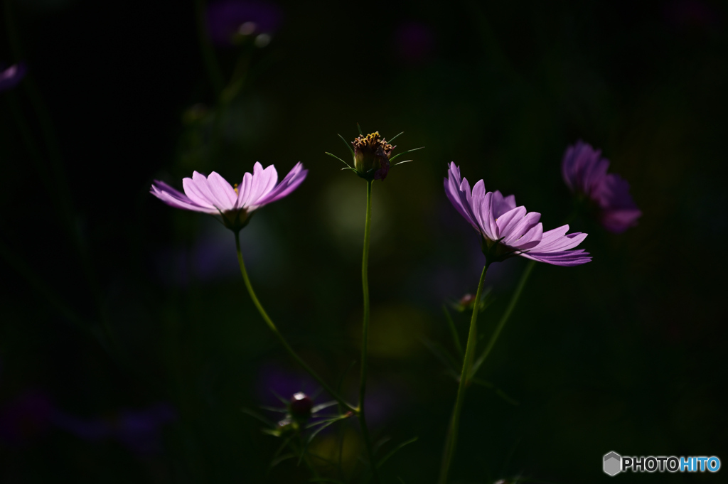 両手に花