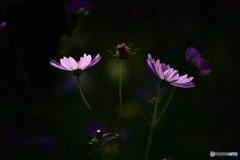 両手に花