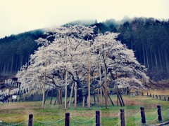 淡墨桜