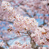 Sakura_003