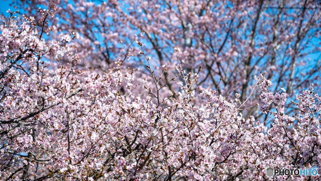 Sakura_002