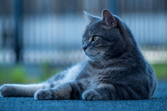 アルべルゴ・ディフューゾの猫
