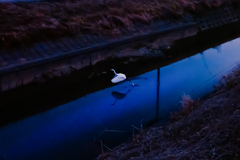 散歩道