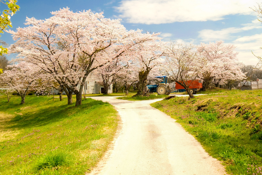 春の散歩道