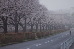 雨桜満開