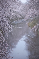 雨桜満開