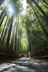 報國寺の竹林