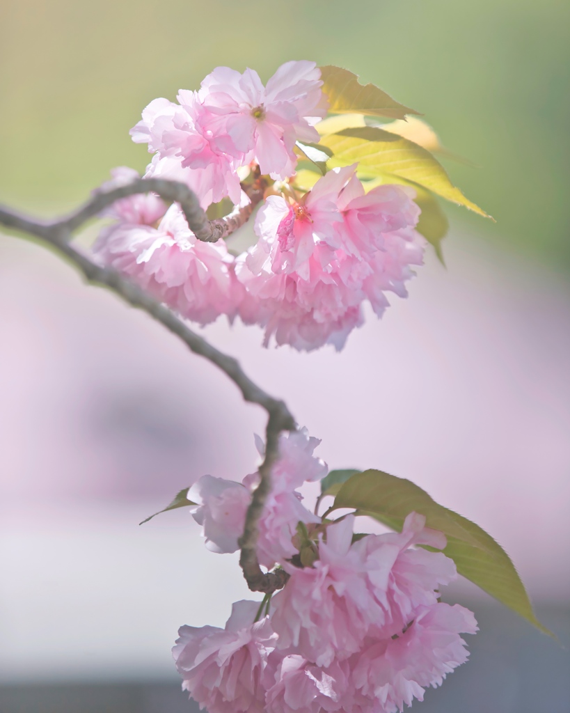 八重桜