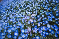 ネモフィラ群生地