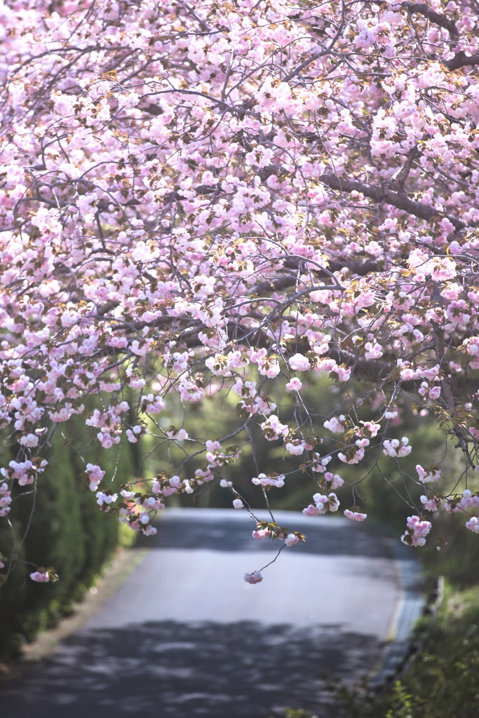桜