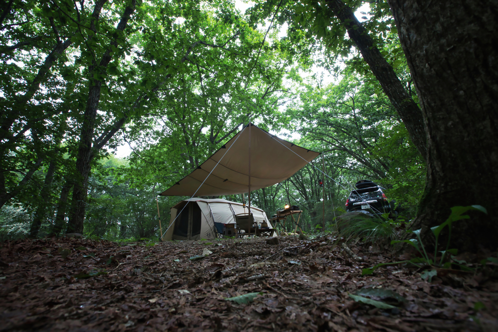 広葉樹のキャンプ