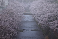 雨桜満開