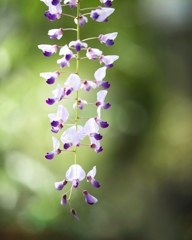 藤の花