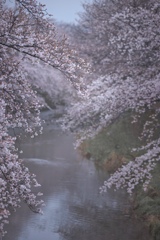 雨桜満開