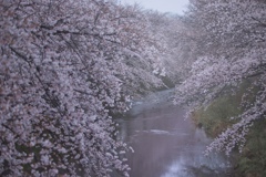 雨桜満開