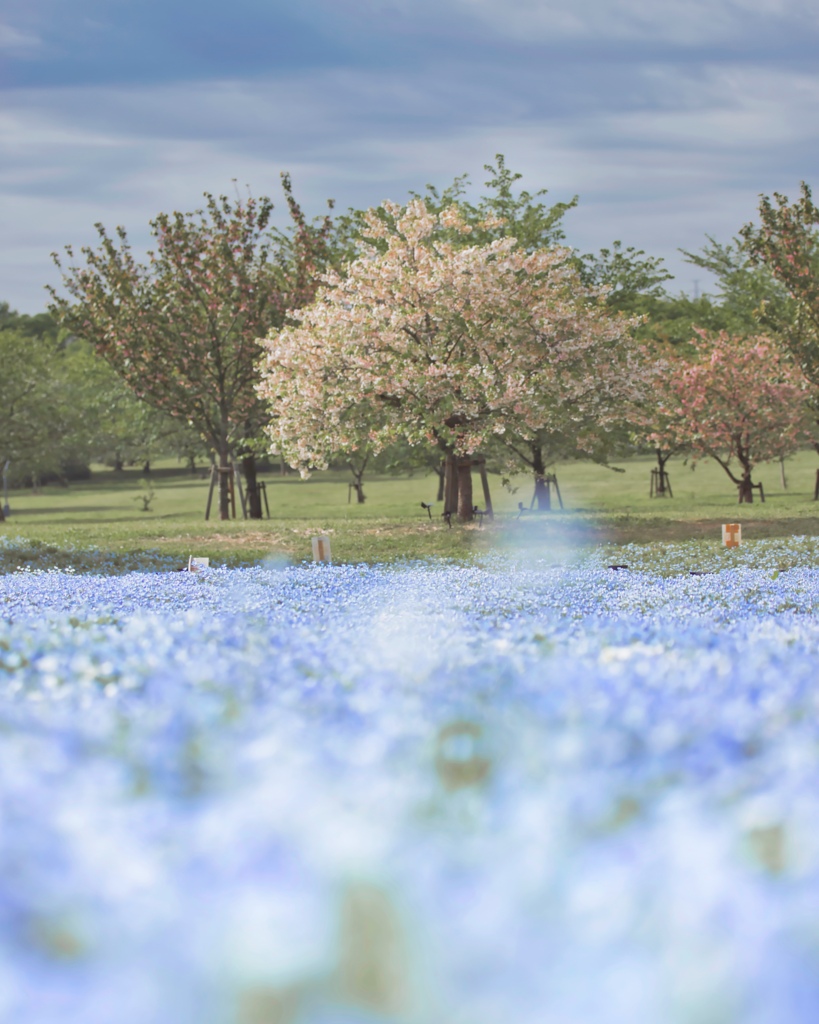ネモフィラと桜