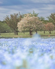 ネモフィラと桜