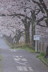 雨桜満開