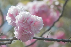 牡丹桜