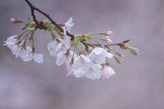 桜と雫