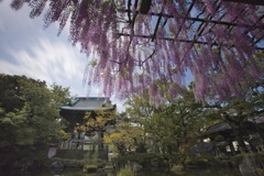 藤の花と西新井大師