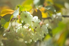 鬱金桜