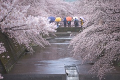 傘と桜