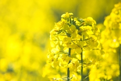 菜の花