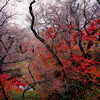今年の紅葉時期には早いけど写真は古い