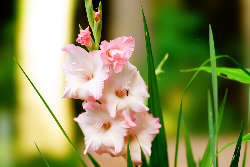 夏です・唐菖蒲