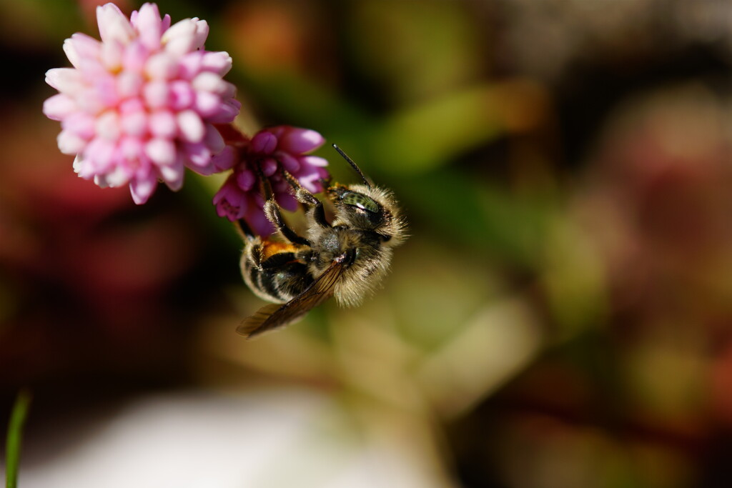 マイマイツツハナバチ♀