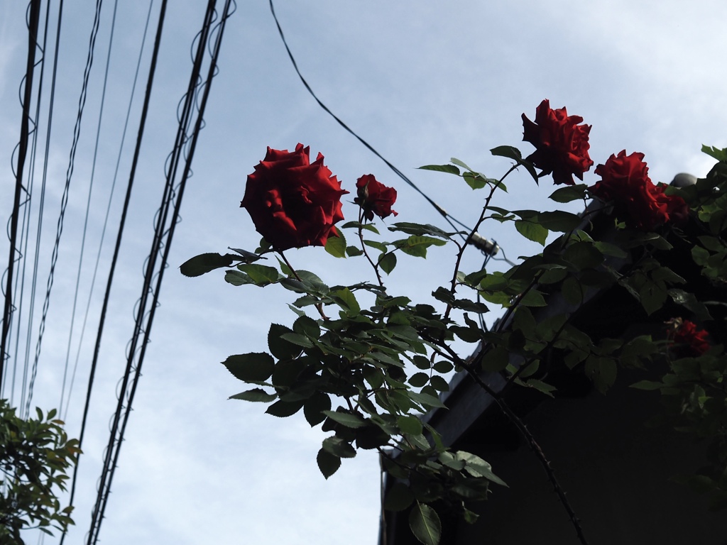 頭上の赤い薔薇
