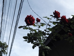 頭上の赤い薔薇