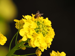 菜の花