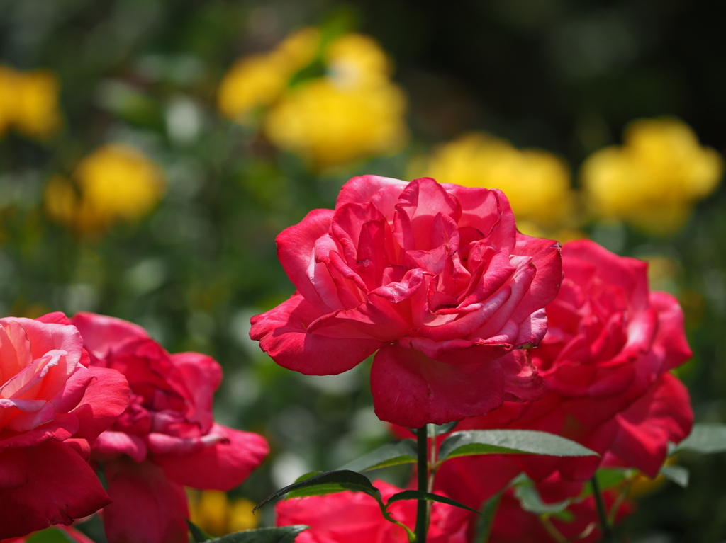 薔薇は気高く咲いて