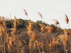 風景