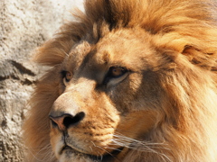百獣の王