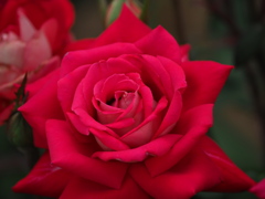 腹ペコバンパネラに捧ぐ薔薇