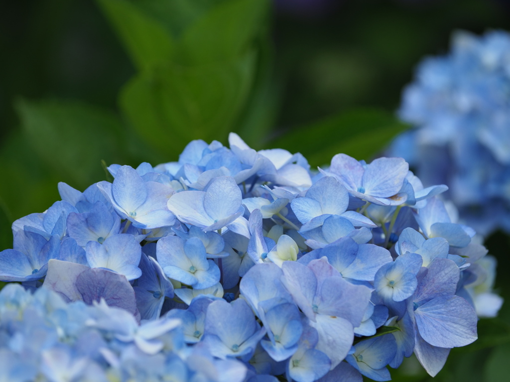 紫陽花