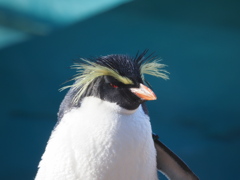 イケメンペンギン