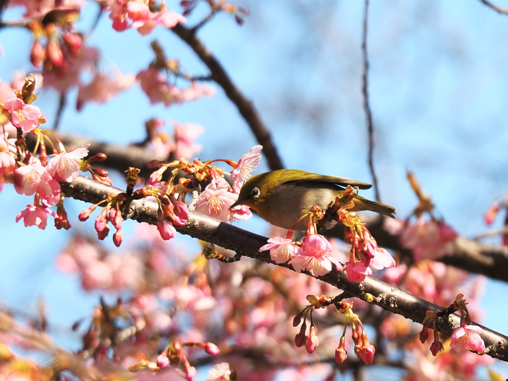 木の上に鳥